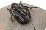 Bumpy Cyphaspis Trilobite - Free-Standing Spines #223718-1